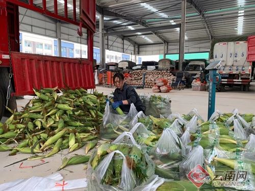 菜籃子工程惠民生——曲靖農(nóng)產(chǎn)品國際商貿(mào)城建成投用助力商貿(mào)發(fā)展